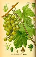 Vitis vinifera